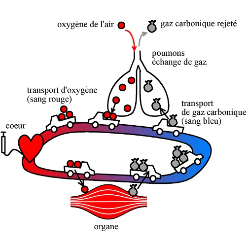 Hypoxie